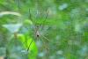 Nephila sp.